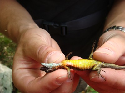 Algyroides nigropunctatus